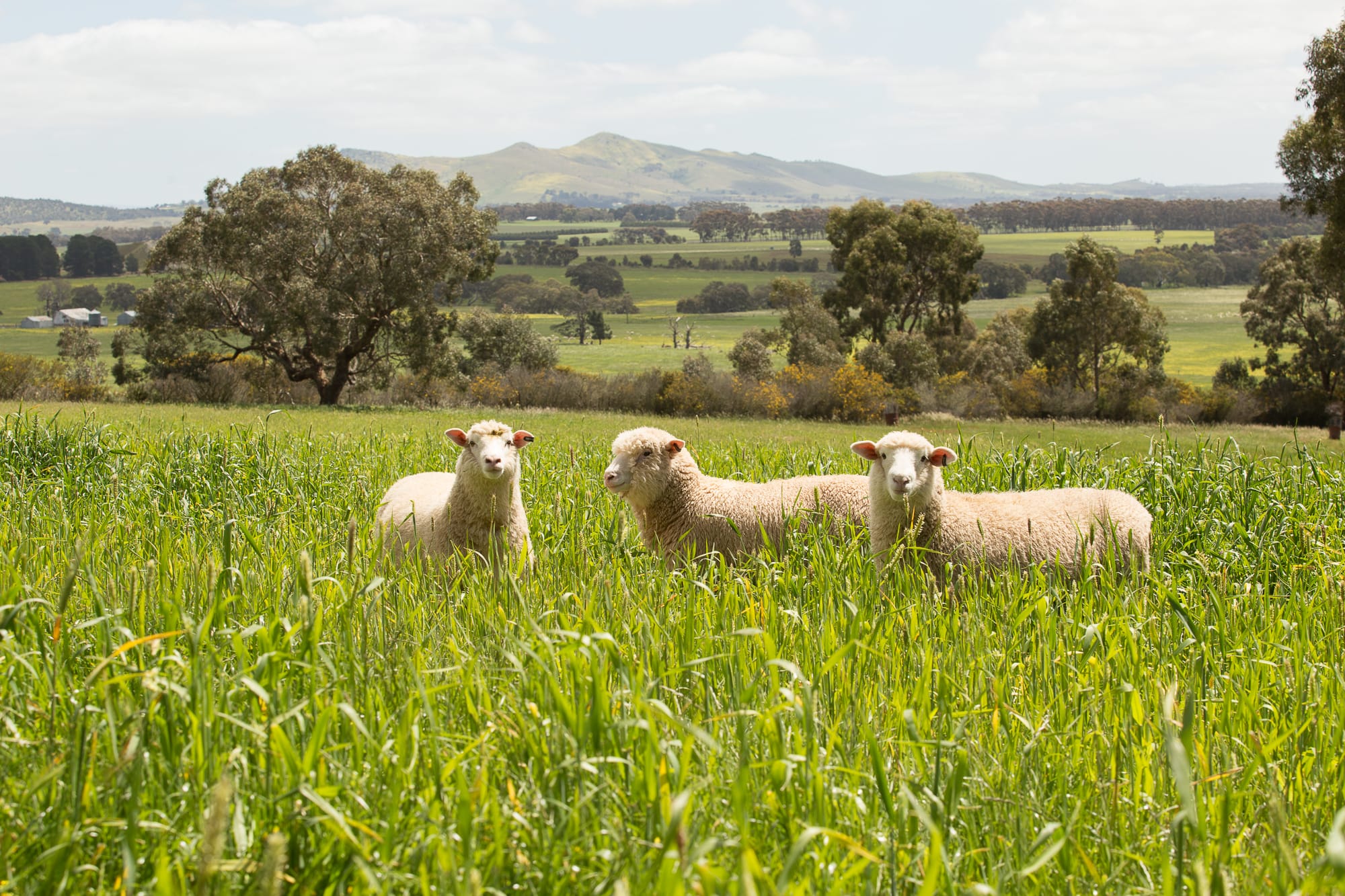 Australian Halal Lamb, Mutton & Goat Exports